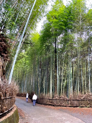 雲林縣古坑鄉草嶺地質公園發展構想與規劃-王文誠