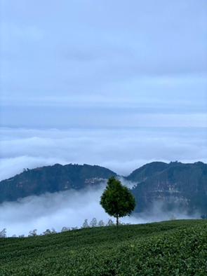 雲林縣古坑鄉草嶺地質公園發展構想與規劃-王文誠