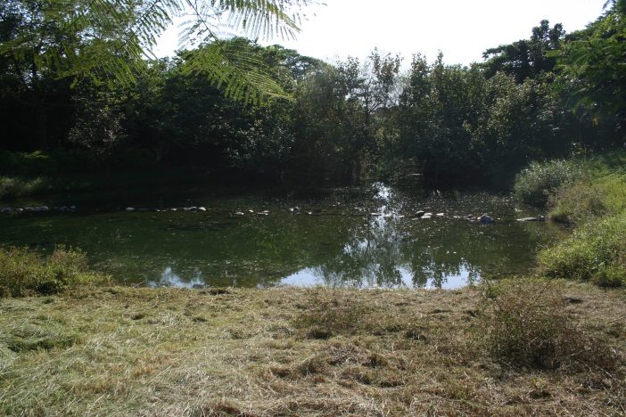 屏東新埤溼地公園湧泉