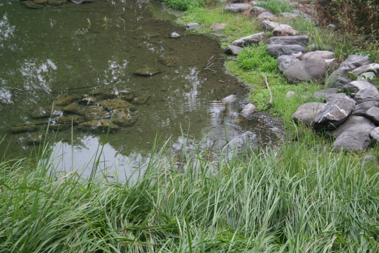 屏東新埤溼地公園湧泉
