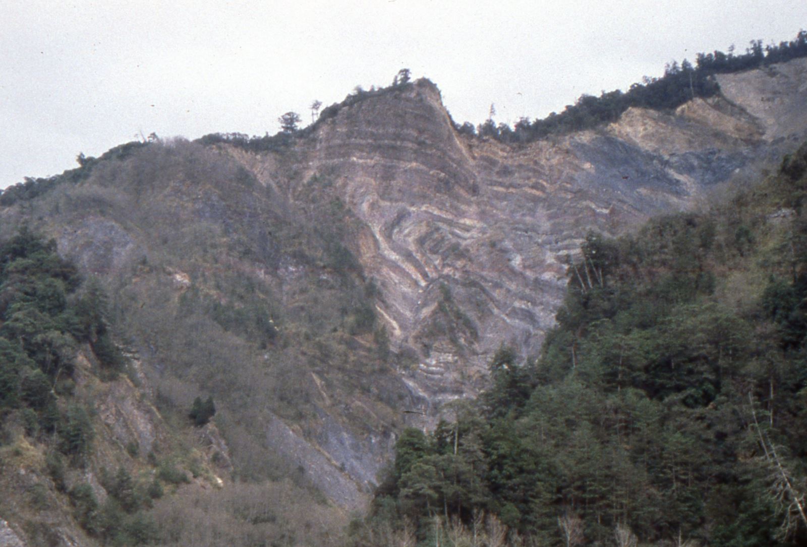 觀霧中山白冷層剖面